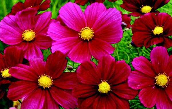 Packet of Rubinato Cosmos seeds from Seeds 'n Such showing 20 seeds in a clear packet for planting and gardening.