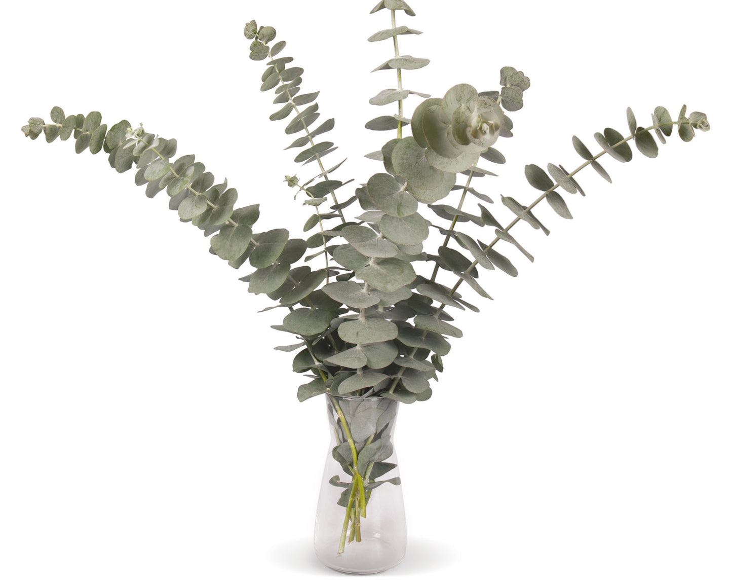 Packet of 20 Silver Dollar Eucalyptus Cinerea seeds from Seeds 'n Such showing the seed packet and seeds.