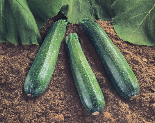 Packet of Spineless Beauty Hybrid Zucchini Seeds from Seeds 'n Such, showing 20 seeds in a colorful packet for gardening.