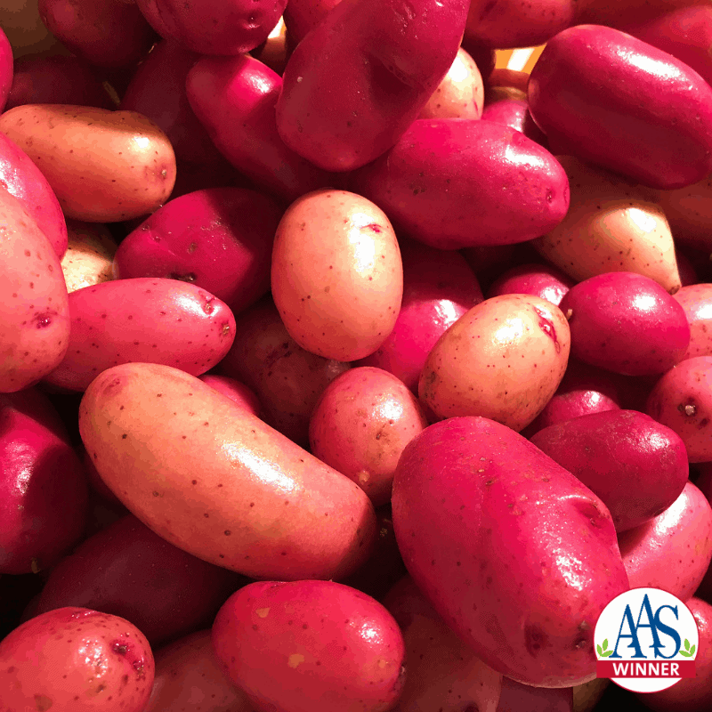 Clancy Hybrid Potato Seeds packet by Seeds 'n Such showing 20 to 25 seeds inside.