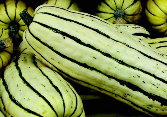 Packet of Seeds 'n Such Delicata or Sweet Potato Winter Squash seeds showing 20-25 seeds in a packet.