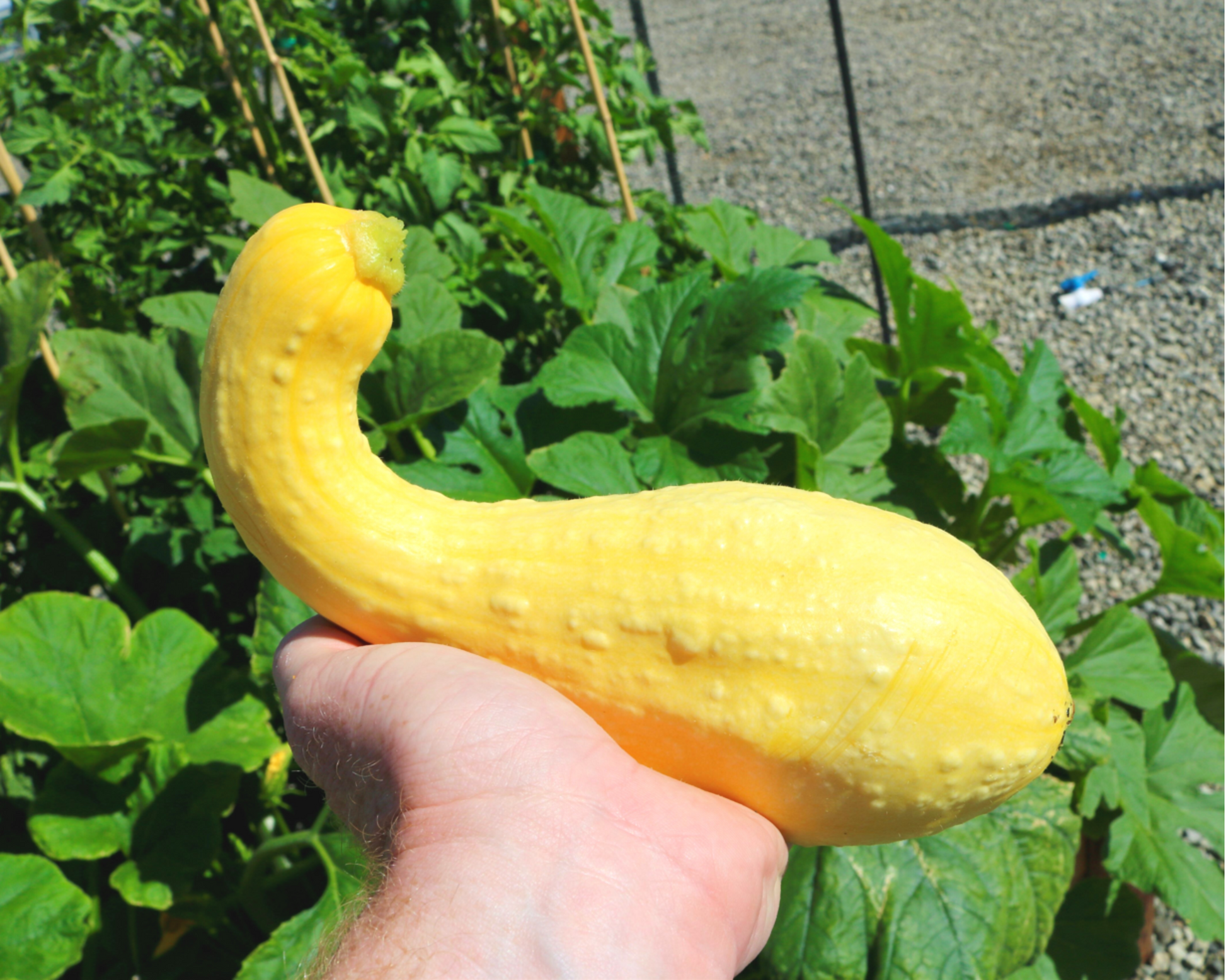 Dixie Yellow Crookneck Hybrid Summer Squash Seeds packet by Seeds 'n Such showing bright yellow squash seed packet with seeds illustration.