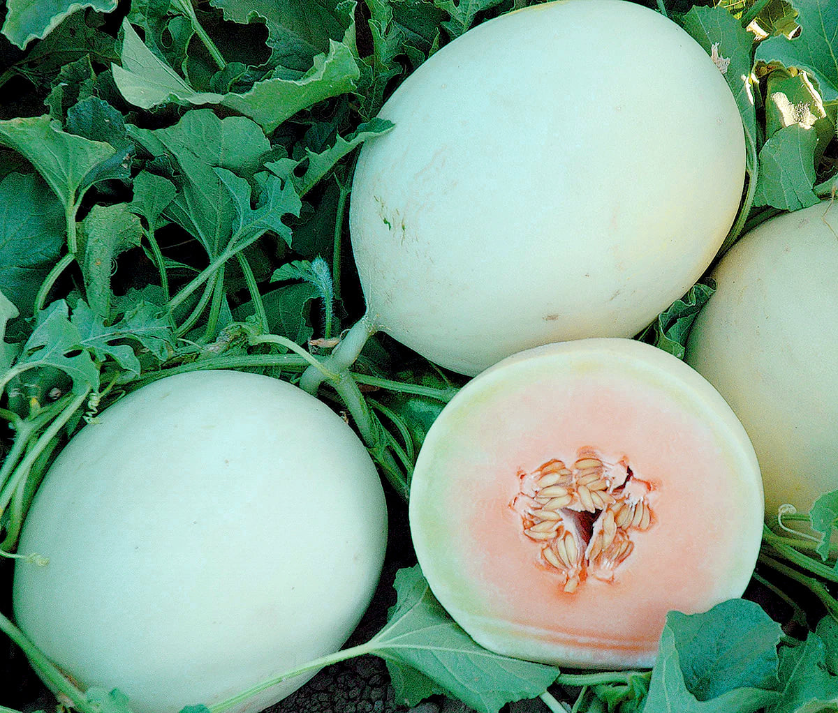 Packet of Double Dew Improved Hybrid Melon Seeds by Seeds 'n Such with 20-25 seeds for planting.