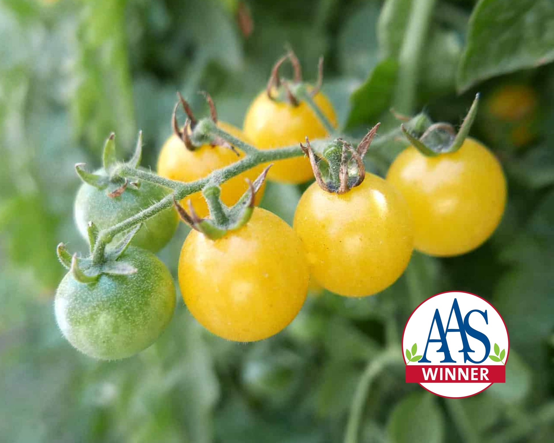 Packet of Firefly Hybrid Tomato Seeds from Seeds 'n Such, showing bright seed packet with images of ripe tomatoes.