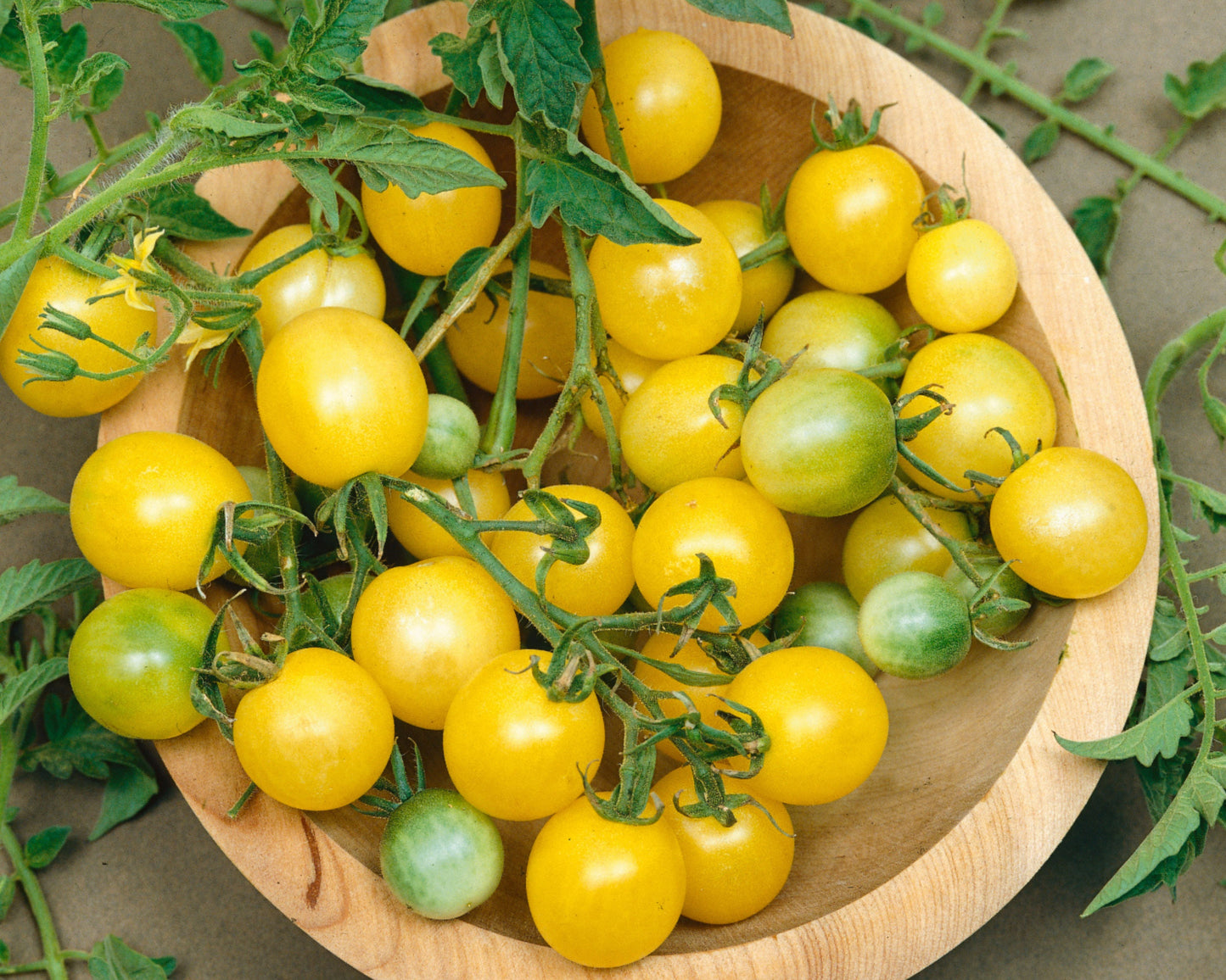 Packet of Firefly Hybrid Tomato Seeds from Seeds 'n Such, showing 20-25 seeds inside a colorful packet.