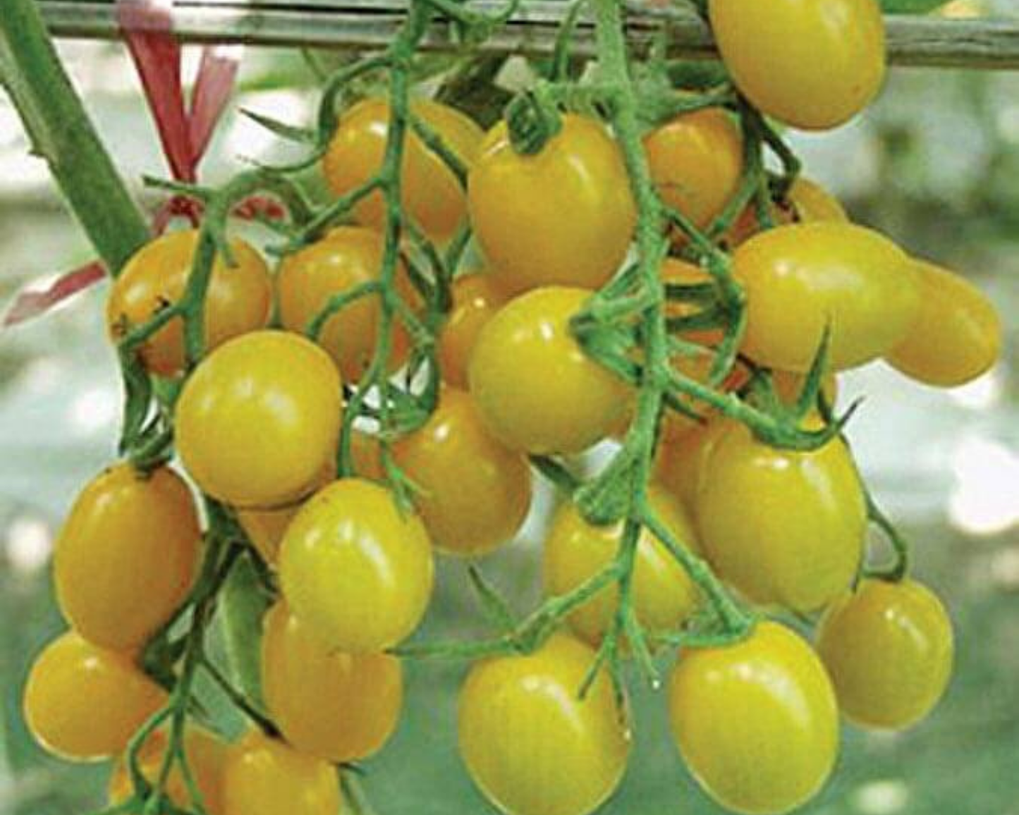 Packet of Seeds 'n Such Jelly Bean Yellow Hybrid Tomato Seeds showing bright yellow tomato seed packet and seed details.