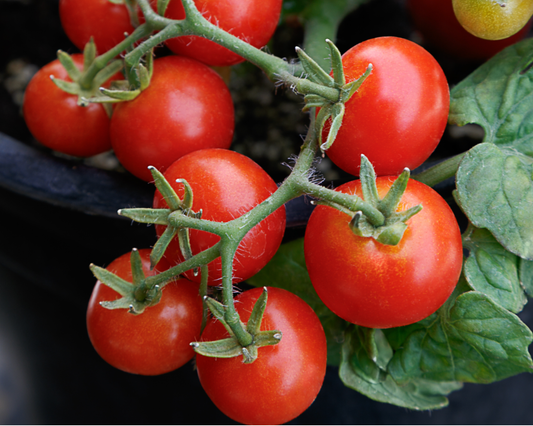 Packet of Red Robin Tomato Seeds from Seeds 'n Such showing 20 to 25 seeds inside for planting.