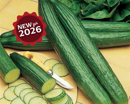 Packet of Seeds 'n Such Telegraph Improved Cucumber Seeds containing 20-25 seeds for home gardening.
