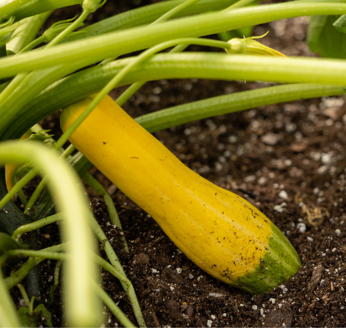 Packet of Seeds 'n Such Zephyr Hybrid Summer Squash Seeds showing 20 to 25 seeds in a colorful packet.