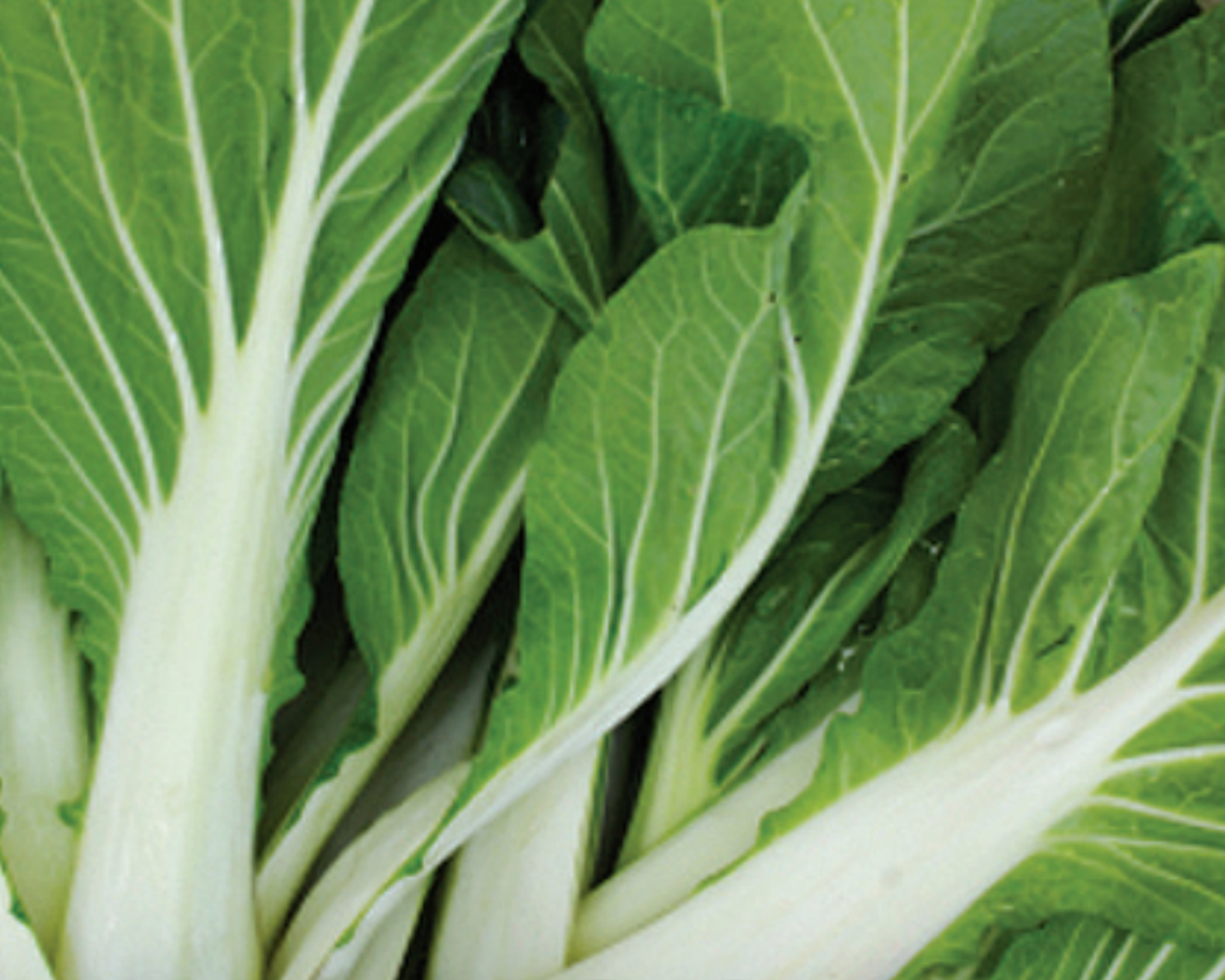Packet of Seeds 'n Such Bok Choi (Pak Choi) seeds showing 200 seeds in a labeled packet for planting.