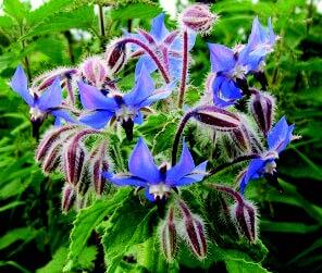Packet of Borage Seeds from Seeds 'n Such showing 200 seeds in a clear packet with colorful label.