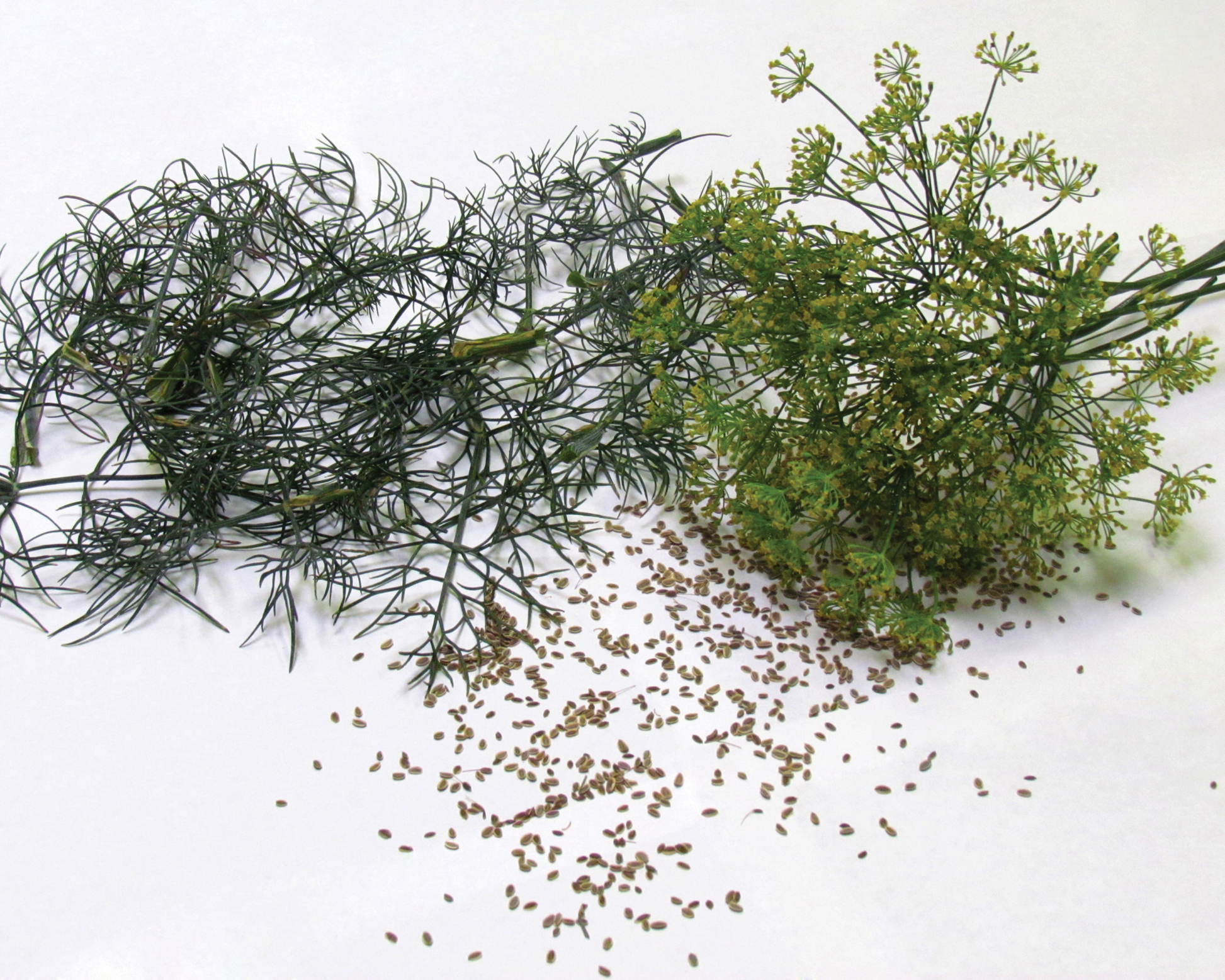 Bouquet Dill Seeds packet from Seeds 'n Such with 200 seeds, showing bright green dill seed packets for gardening.