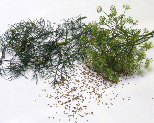 Bouquet Dill Seeds packet from Seeds 'n Such with 200 seeds, showing bright green dill seed packets for gardening.