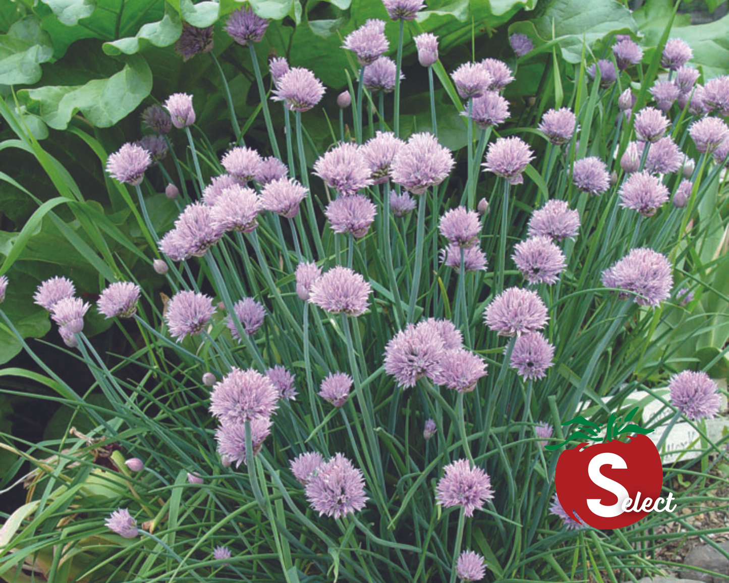 Packet of Seeds 'n Such chive seeds showing 200 seeds for planting fresh chives in your garden.
