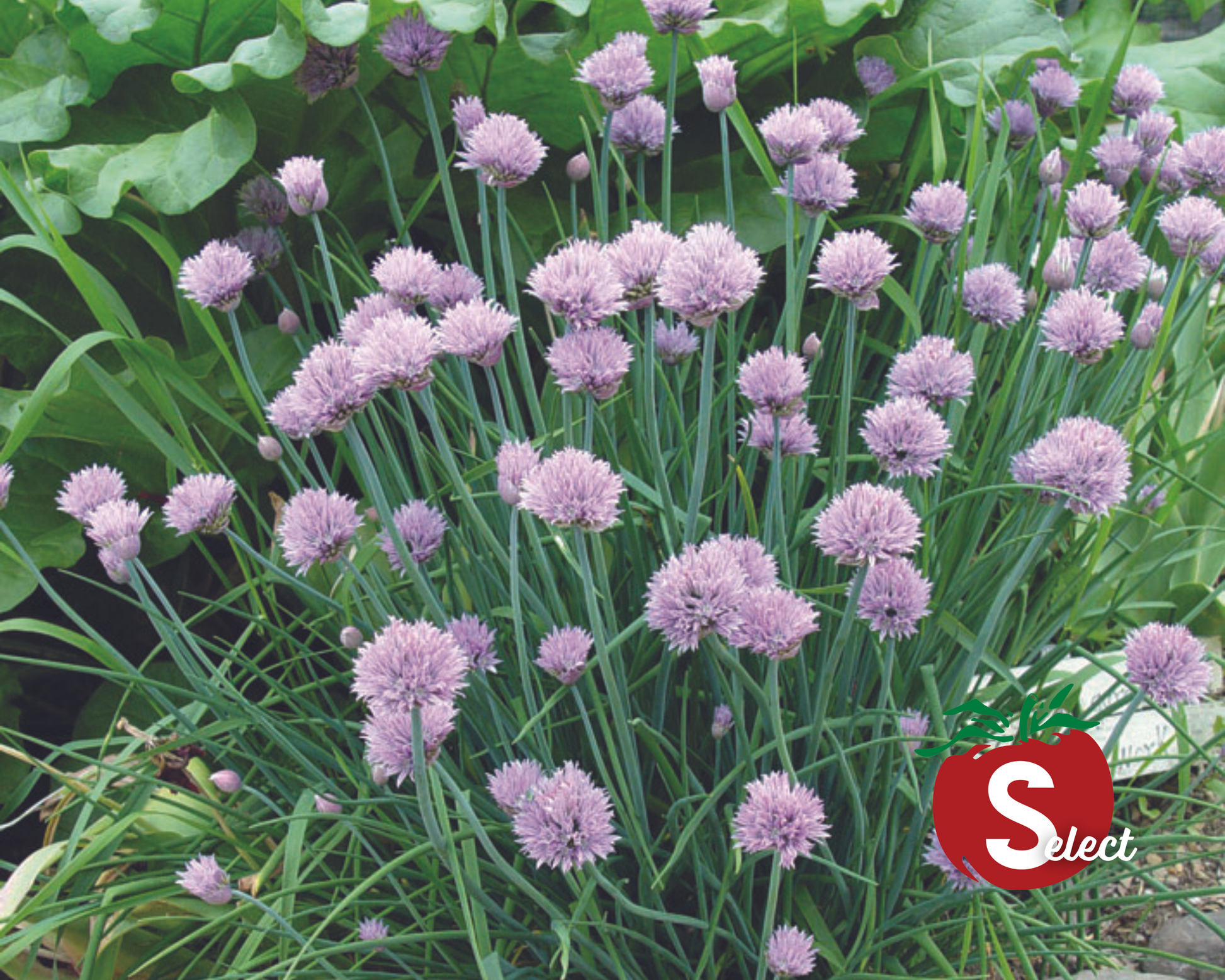 Packet of Seeds 'n Such chive seeds showing 200 seeds for planting fresh chives in your garden.