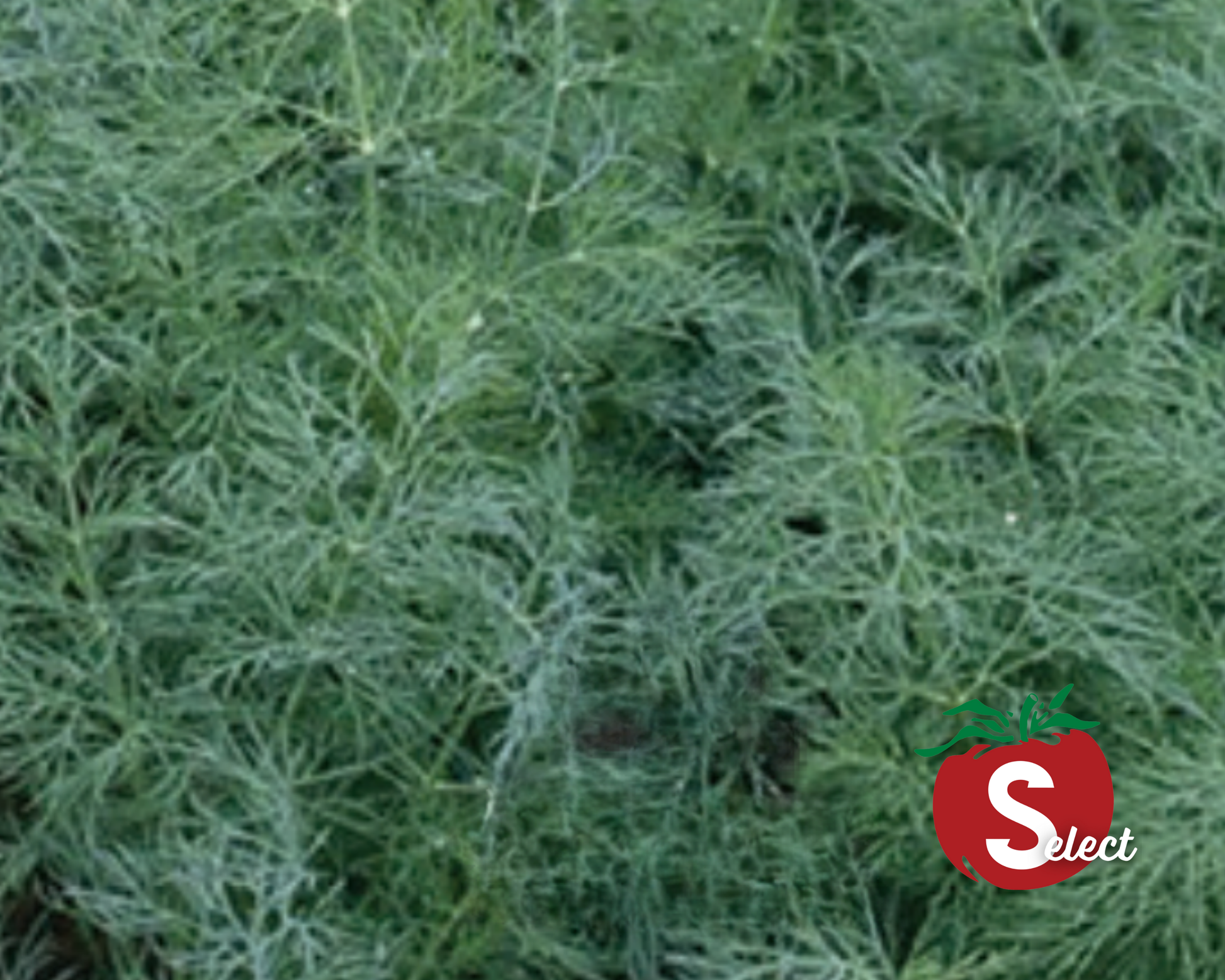 Dukat dill seeds in Seeds 'n Such packet, showing small green dill seeds for planting or culinary use.