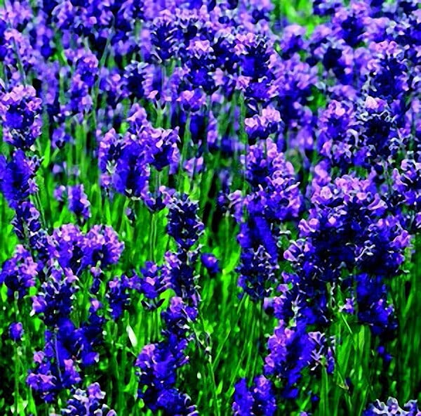 Packet of English Lavender Seeds from Seeds 'n Such showing 200 seeds in a clear packet for planting and gardening.