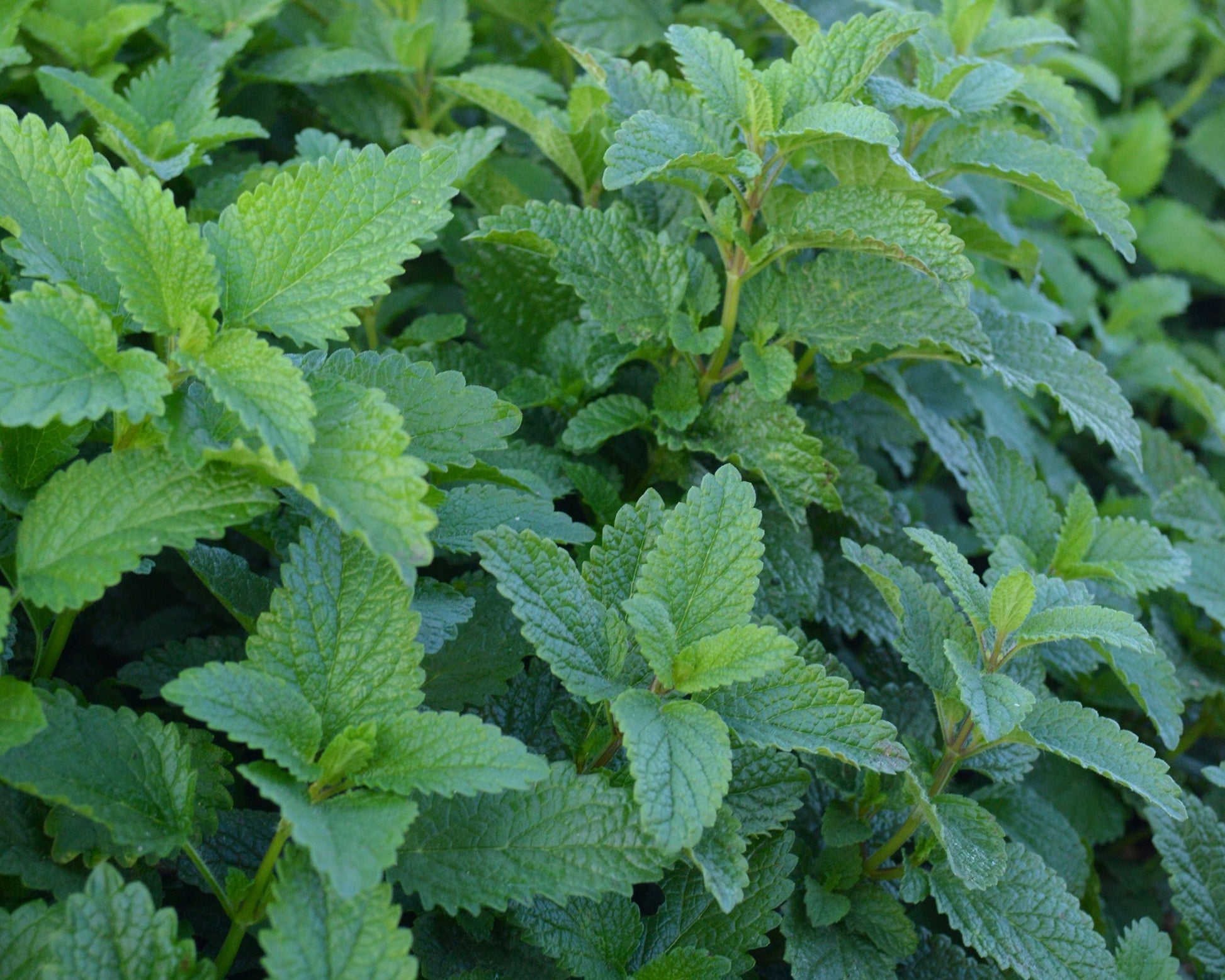 Packet of Lemon Balm Seeds from Seeds 'n Such, showing 200 seeds for growing lemon balm herbs.
