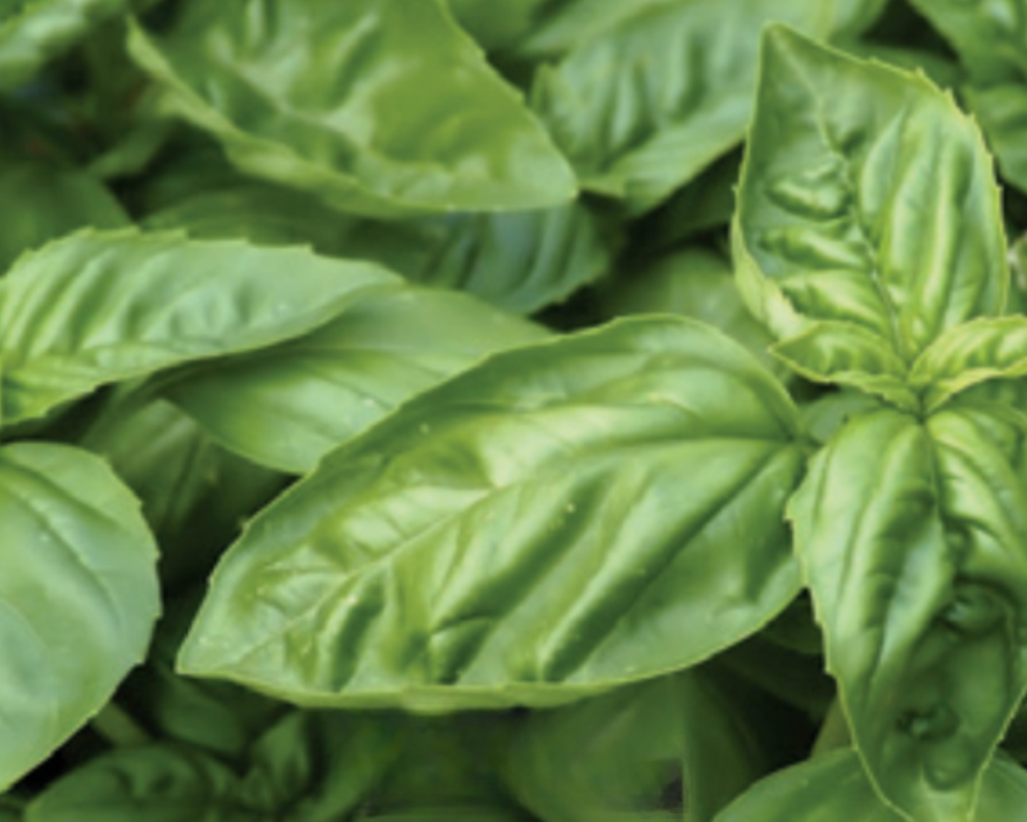 Packet of Seeds 'n Such Lemon Basil Seeds showing 200 seeds for planting, with bright lemon basil leaves visible.