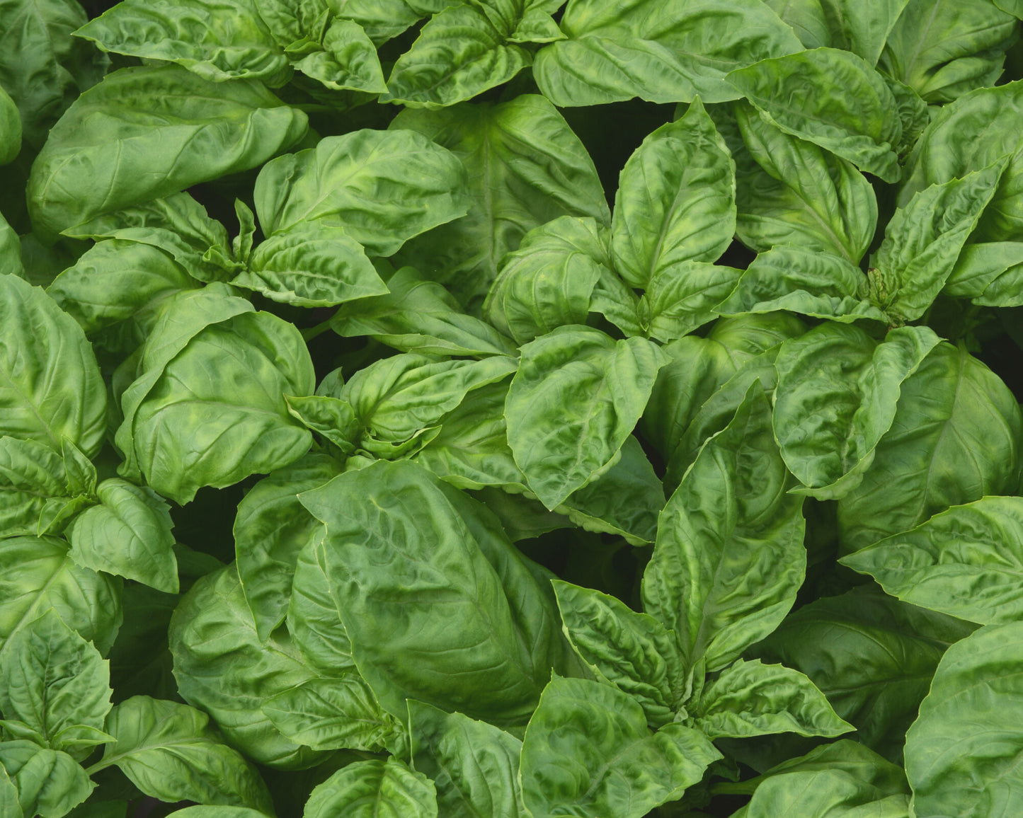 Packet of Seeds 'n Such Newton Basil Seeds showing 200 seeds in a clear package for planting and herb gardening.