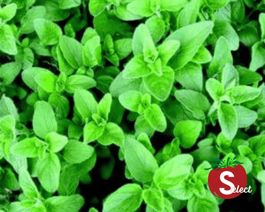 Greek oregano seeds packet from Seeds 'n Such showing 200 oregano seeds for planting and gardening.