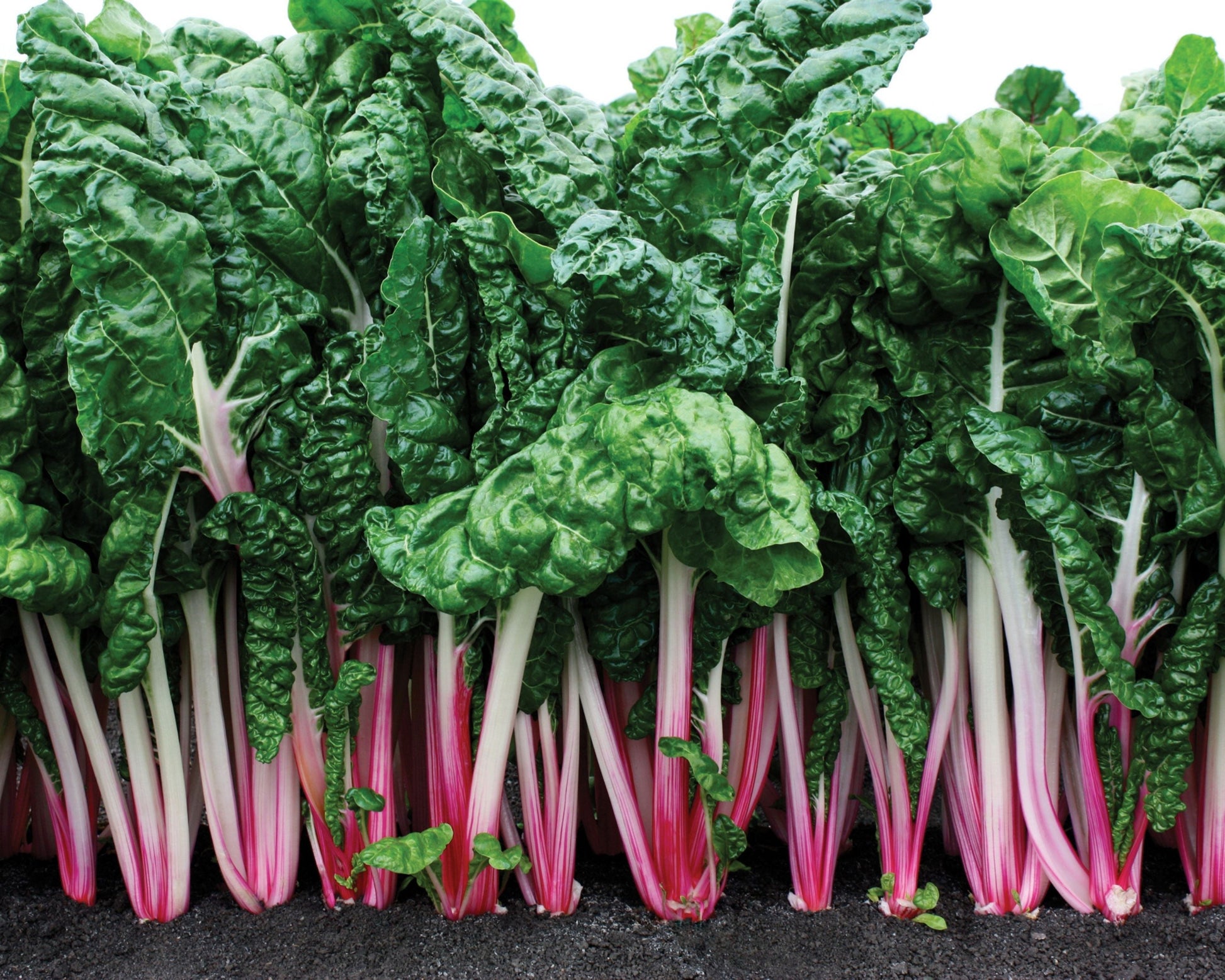 Packet of Seeds 'n Such Peppermint Swiss Chard Seeds showing 200 seeds in a labeled packet.