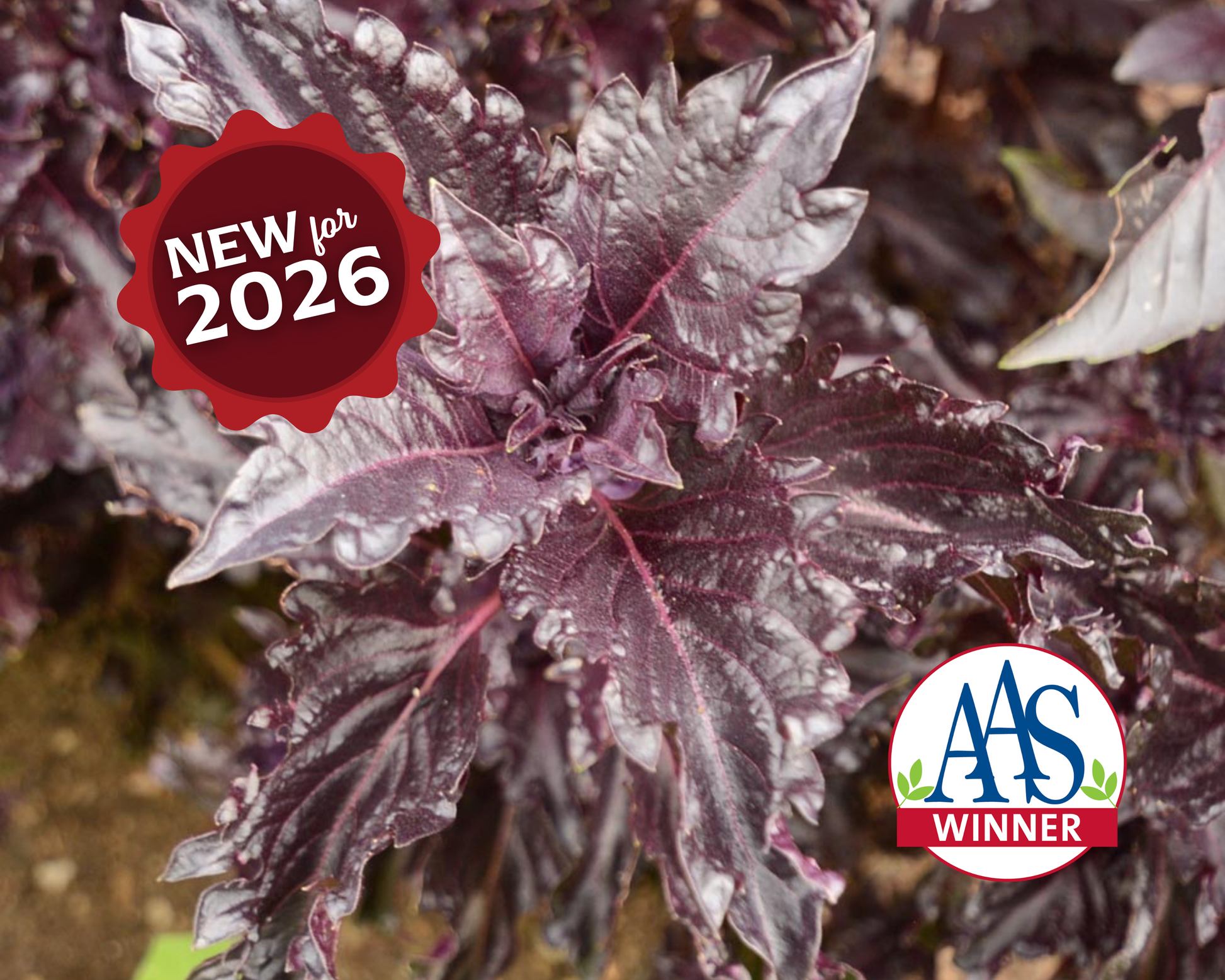 Purple Ruffles Basil seeds by Seeds 'n Such in a packet showing 200 seeds for planting and garden use.