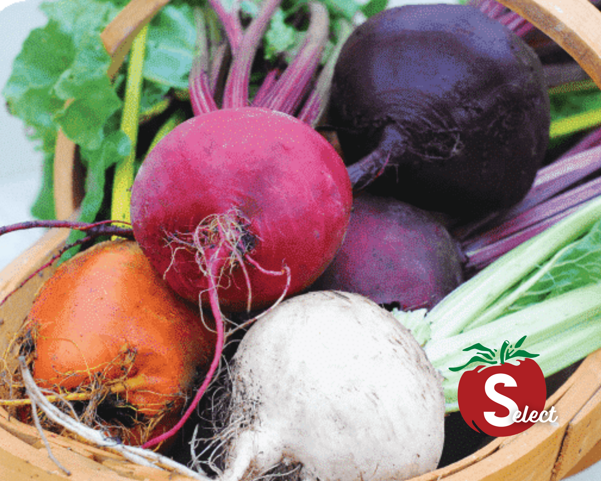 Rainbow Blend Showstopper Beet Seeds packet from Seeds 'n Such with 200 seeds, colorful seed packet showcasing vibrant beet varieties.