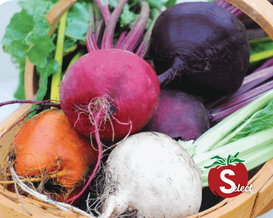Rainbow Blend Showstopper Beet Seeds packet from Seeds 'n Such with 200 seeds, colorful seed packet showcasing vibrant beet varieties.