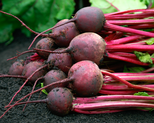 Red Ace Hybrid Beet Seeds packet from Seeds 'n Such showing 200 beet seeds in a bright seed packet.
