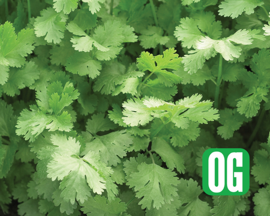 Packet of Seeds 'n Such Santo Cilantro seeds with 200 seeds for planting fresh cilantro in your garden.