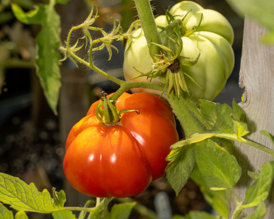 Packet of Seeds 'n Such Giant Garden Paste Hybrid Tomato Seeds showing 25-30 seeds in a colorful packet.