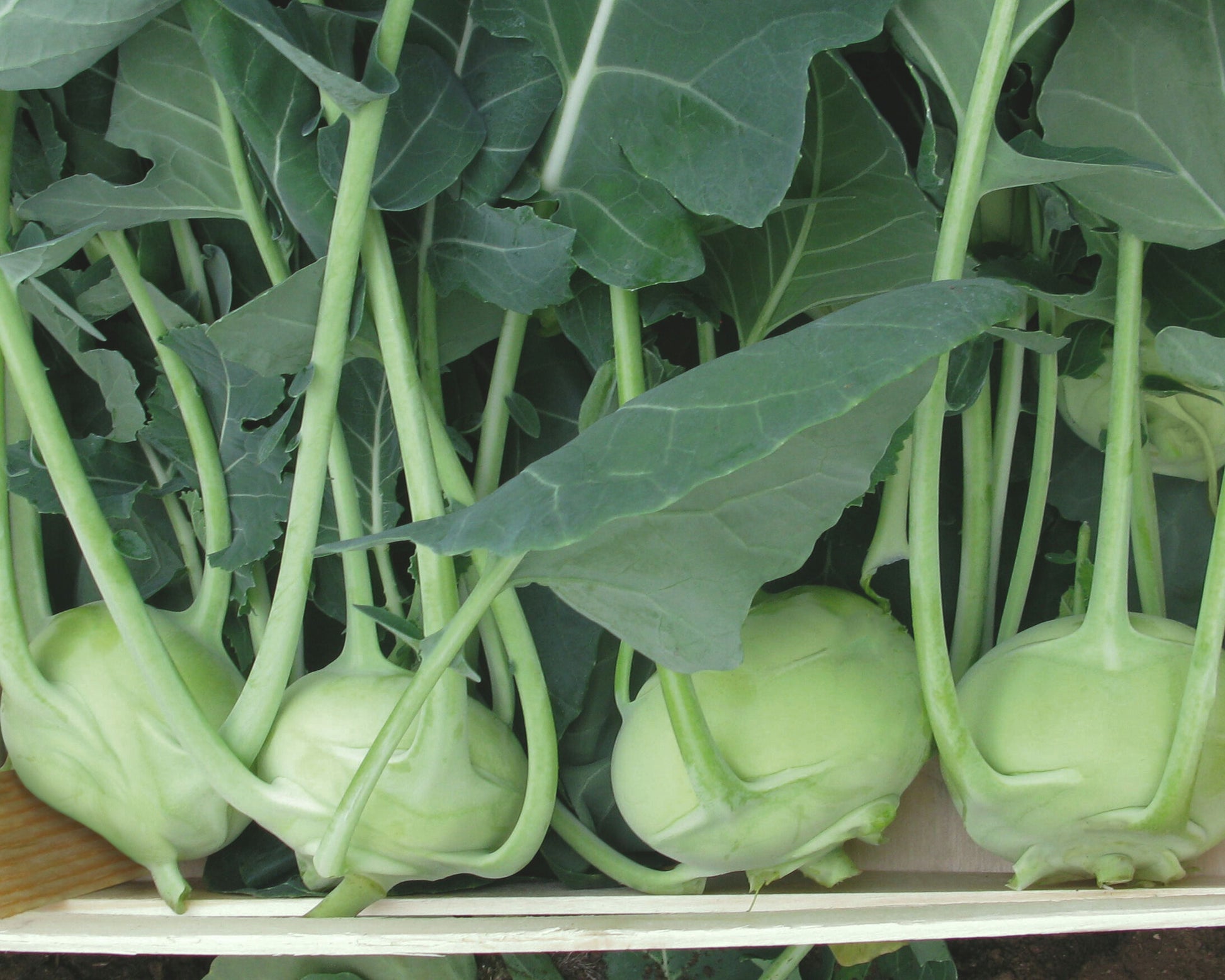 Packet of Konan Hybrid Kohlrabi Seeds by Seeds 'n Such, showing a colorful seed packet for planting.