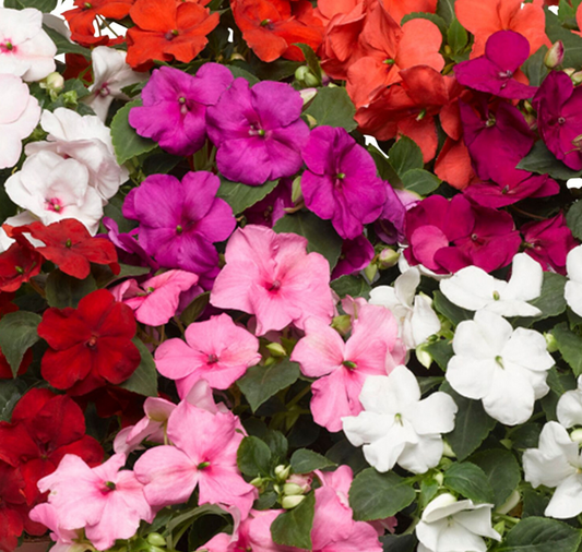 Packet of 25 Accent Premium Formula Mix Impatiens Seeds from Seeds 'n Such in a clear seed packet.