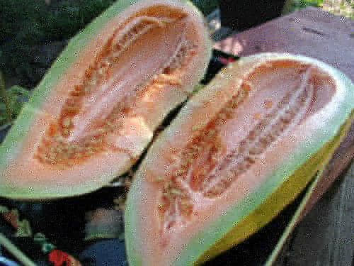 Packet of Seeds 'n Such banana cantaloupe seeds showing 25 seeds in a clear packet for planting.