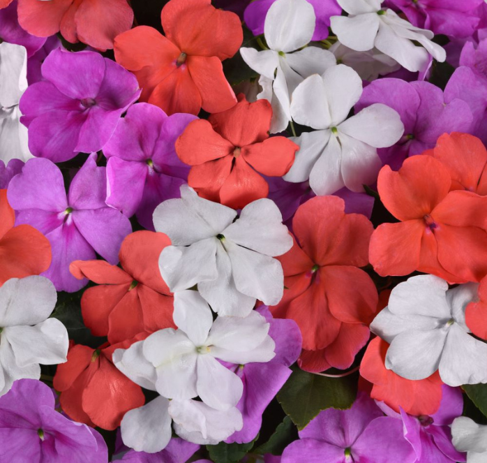 Packet of Seeds 'n Such Beacon Pearl Island Mix Impatiens Seeds showing 25 seed packets for vibrant flowering plants