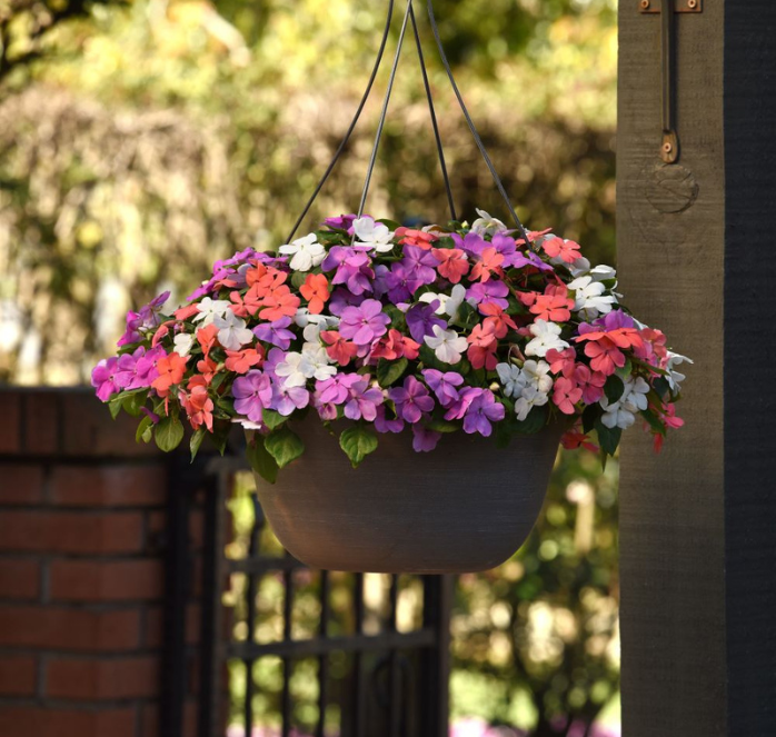 Packet of Seeds 'n Such Beacon Pearl Island Mix Impatiens Seeds showing 25 seed packets with colorful flower images