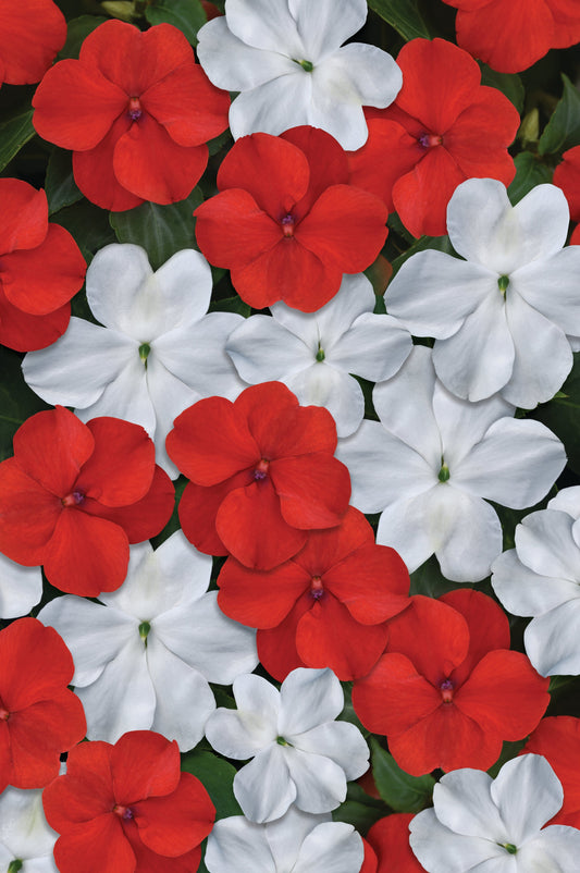 Packet of Seeds 'n Such Beacon Red White Mixture Hybrid Impatiens seeds showing colorful flower seeds for planting.