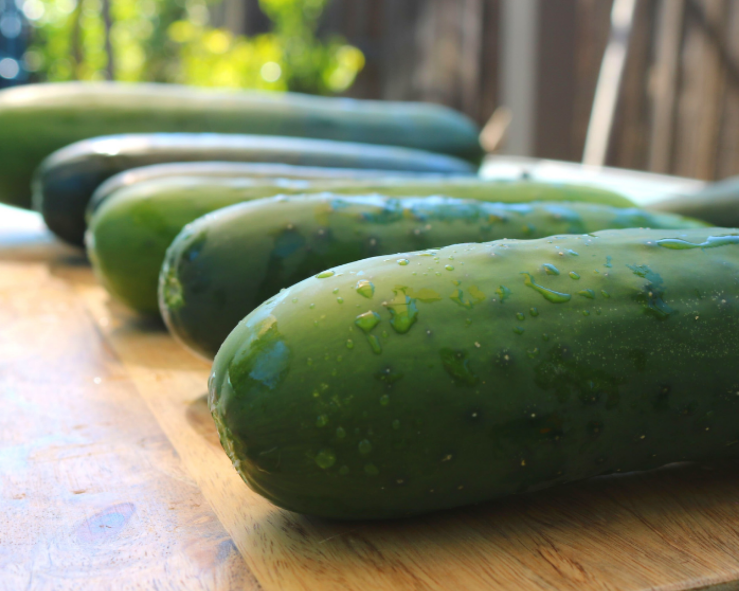 Packet of Seeds 'n Such Burpless Supreme Hybrid Cucumber Seeds showing 25 seed packets for growing cucumbers