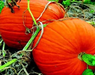 Connecticut Field Pumpkin Seeds packet from Seeds 'n Such with 25 seeds, showing vibrant pumpkin seed illustrations on the label.