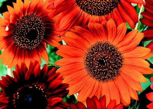 Packet of Seeds 'n Such Earthwalker Sunflower Seeds showing a colorful label and 25 sunflower seeds inside.