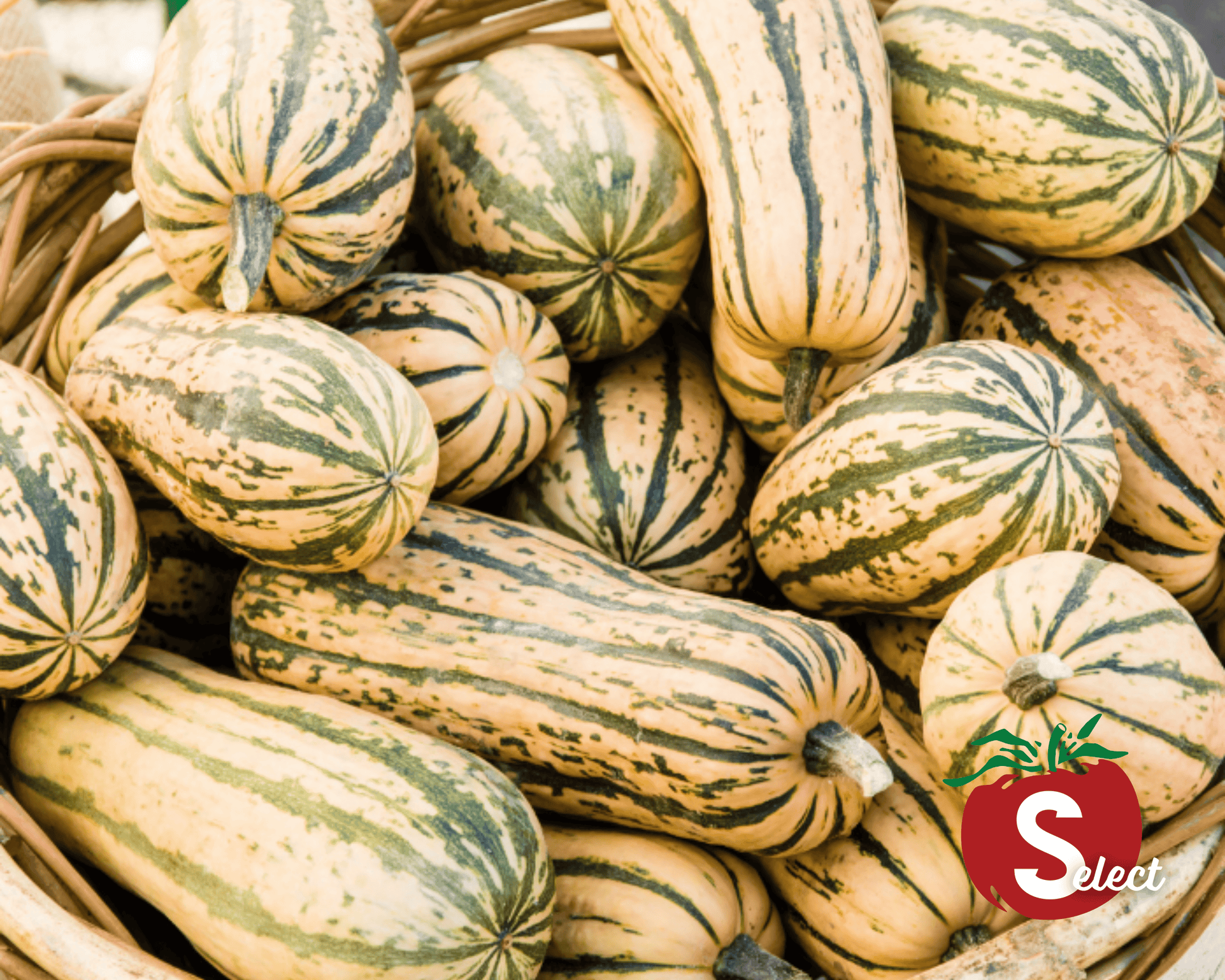 Packet of 25 Honey Boat Delicata Squash Seeds from Seeds 'n Such, showing the seed packet with colorful branding.