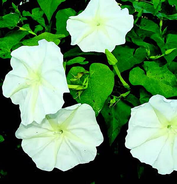 Packet of 25 Moon Vine Alba Seeds from Seeds 'n Such, showcasing the seed packet with seed details and branding.