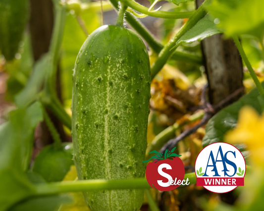 Packet of Seeds 'n Such Pick-A-Bushel Hybrid Cucumber Seeds showing 25 seed packets with colorful label and cucumber illustrations