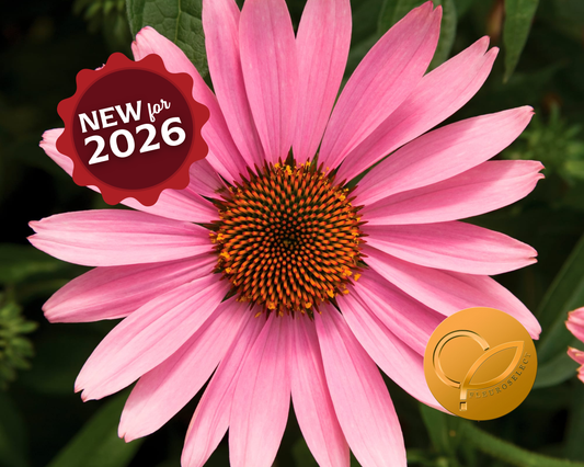 Packet of 25 Prairie Splendor Deep Rose Echinacea Seeds from Seeds 'n Such for planting in flower beds and gardens