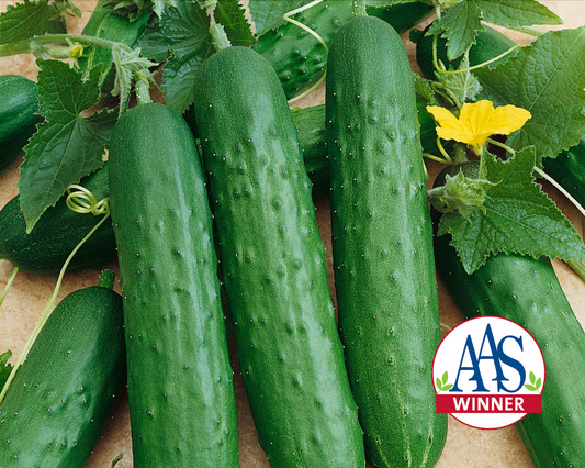 Packet of Saladmore Bush Hybrid Cucumber Seeds by Seeds 'n Such showing 25 seeds in a clear packet.