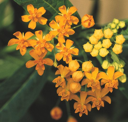 Packet of 25 Silky Formula Mix Asclepias seeds from Seeds 'n Such, showcasing the seed packet with seeds inside.