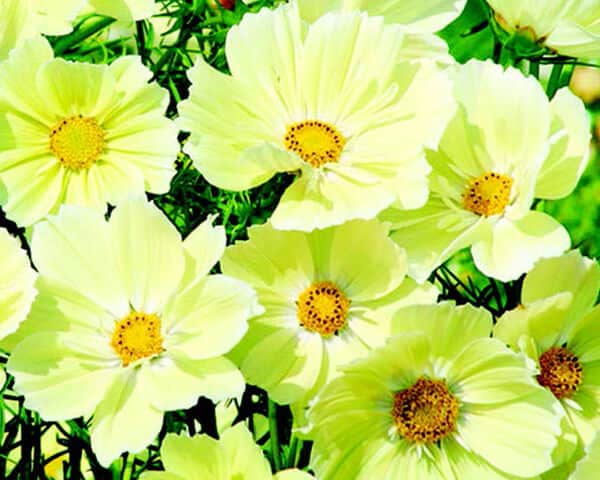Packet of 25 Xanthos Cosmos seeds from Seeds 'n Such, showcasing vibrant flower seeds for planting and garden growth.