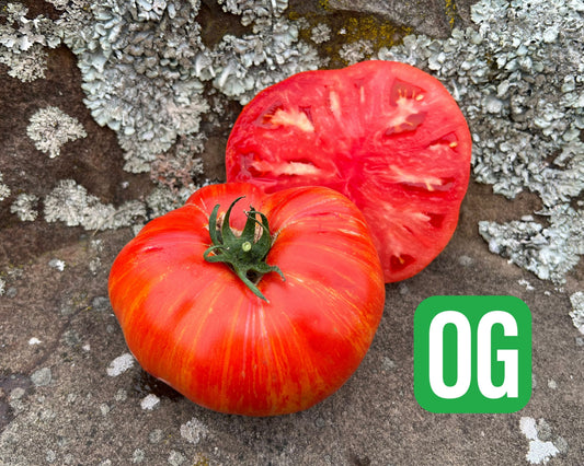 Packet of Seeds 'n Such Beefy Red Tomato Seeds showing 25 to 30 seeds in the packet for gardening.