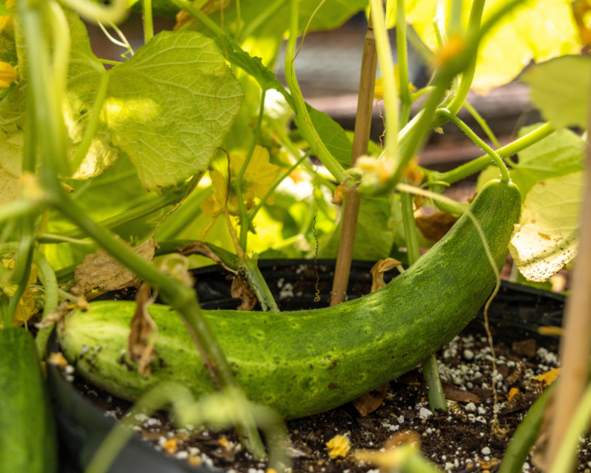 Packet of Seeds 'n Such Burpless Tasty Green No. 26 Hybrid Cucumber Seeds showing the seed packet and label.